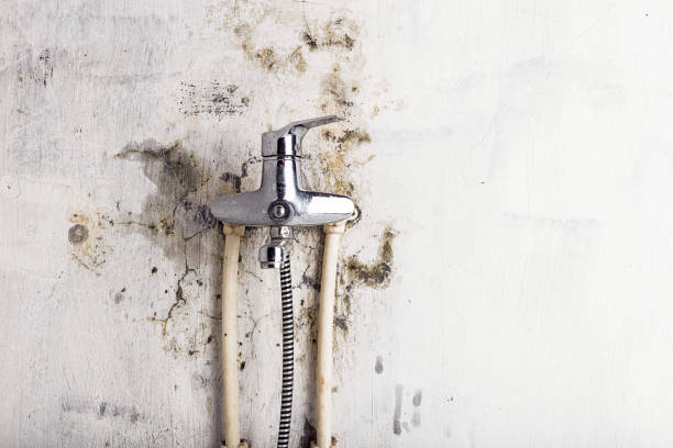 Best Residential Mold Removal  in Archdale, NC