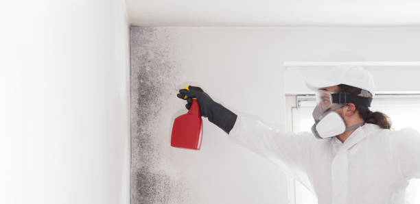 Professional Mold Removal in Archdale, NC