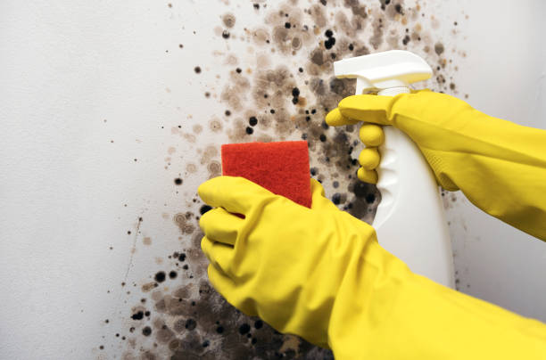 Best Toxic Mold Removal  in Archdale, NC