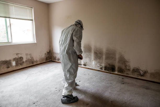 Best Mold Remediation  in Archdale, NC