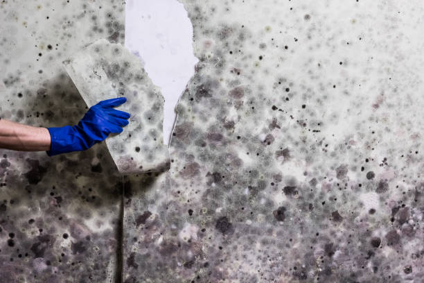 Best Home Mold Removal  in Archdale, NC