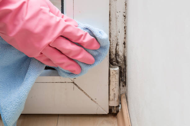 Best Mold Remediation Experts  in Archdale, NC