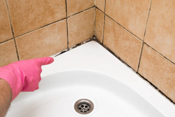 Best Professional Mold Removal  in Archdale, NC